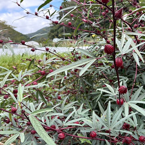 ⁡ローゼル入荷しました @mori.no.hatake