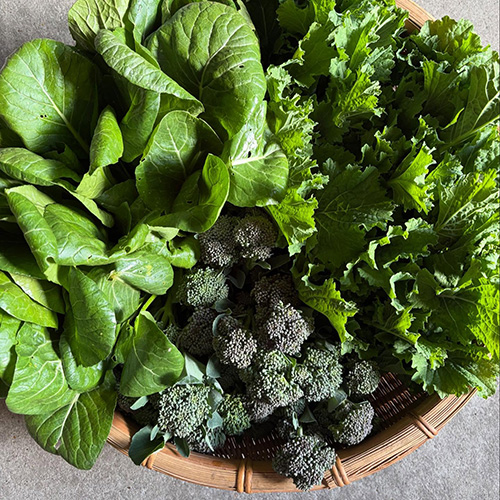 ⁡1 . 6 tue 本日より2026年の営業がスタートしました。いつものお客さまが来てくださったり帰省しているかわいこちゃんに会えたりみなさん元気そうなお顔。ほっとしますね。