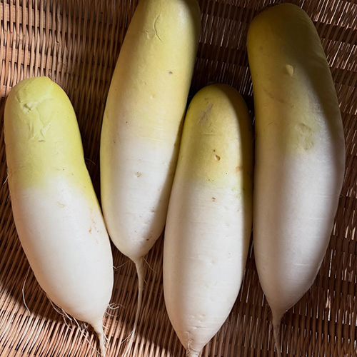 今週もお野菜届いておりまーす 今日は@mori.no.hatake @touemon_works 来週、@megane_no_ojisan の2/3【おでんの会】で使わせていただく大根やこんにゃく、カブなど持ってきてくださいましたー