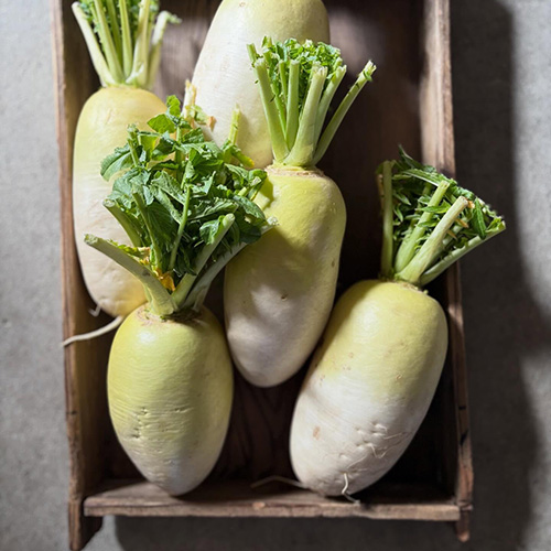 ⁡今週もお野菜入荷しています。近隣農家さん、そろそろ端境期に入られますが少しでも届けていただけることに感謝です。