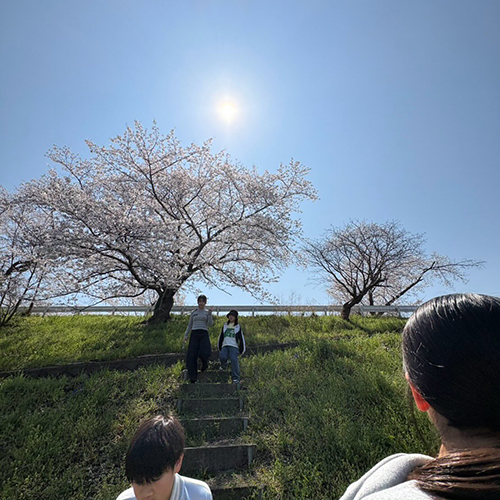 ⁡井手町の桜が満開 今日はお天気も良く暖かいのでたくさんの人が桜を見に来られている様子。大西商店スタッフのこどもたちが桜をテーマに写真を撮ってくれました。ありがとー！
